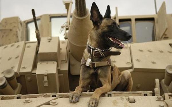 كلب بوليسي أمريكي رهينة لدى طالبان