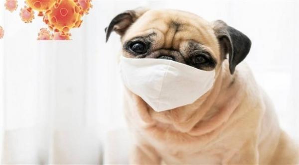 تسجيل أول إصابة لكلب بفيروس كورونا في الأردن
