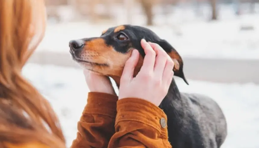 التهمتها كلابها .. العثور على جثة بريطانية بعد شهر من اختفائها في منزلها
