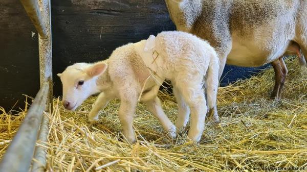 ولادة حمل بستة أرجل في ألمانيا..سُمي على نعجة "دوللي"