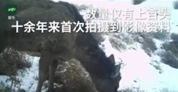 بالفيديو.. مخلوق غامض يجمع بين الحصان والغزال يظهر لأول مرة