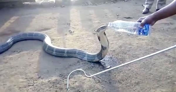 بالفيديو: قرويون يغيثون أفعى عطشى بعدما اقتحمت قريتهم طلباً للماء