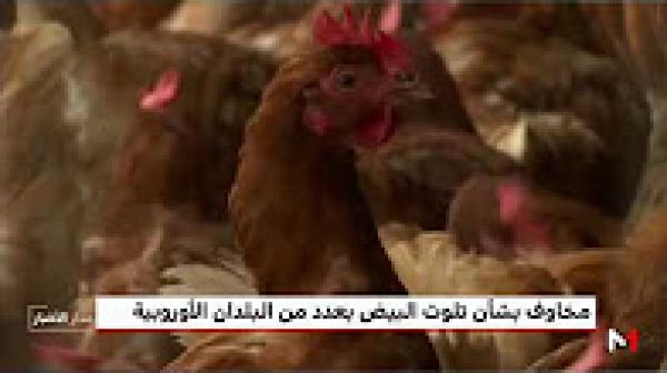 مخاوف لدى المستهلكين وخسائر فادحة للفلاحين بسبب تلوث البيض في أوروبا