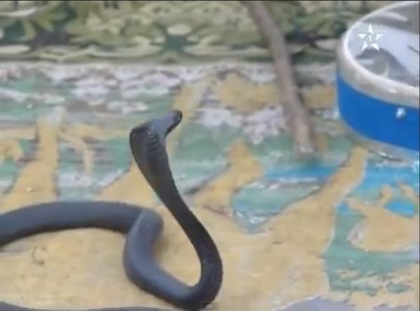 هندي يستخدم أفعى سامة لقتل زوجته أثناء نومها