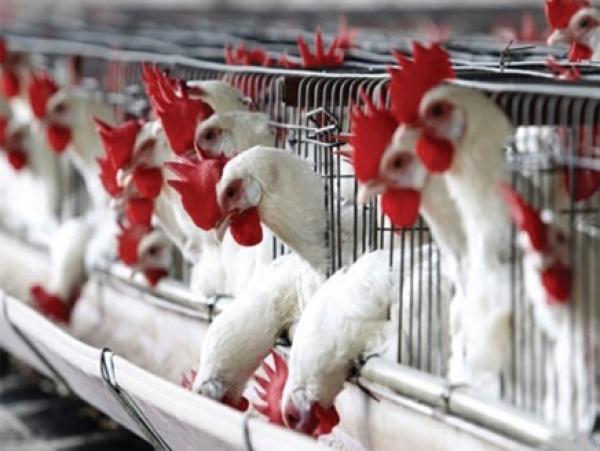 الفيدرالية البيمهنية تكشف حقيقة دعوتها لاجتماع طارئ بسبب استيراد الدجاج الأمريكي