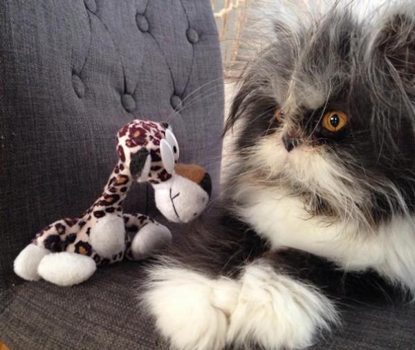 قط غريب يصيب الناظرين إليه بحالة من الرعب