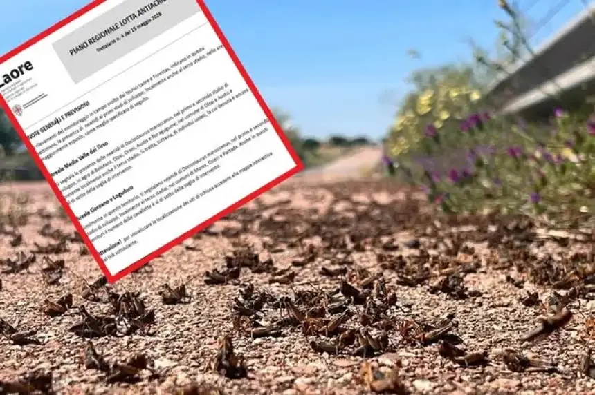يرقات الجراد المغربي تستنفر مسؤولي القطاع الفلاحي في إيطاليا