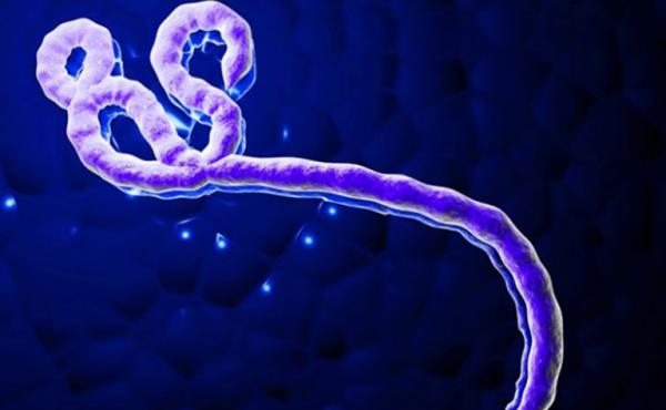 تقرير أمريكي يحذر من تحويل فيروس "إيبولا" إلى سلاح إرهابي يهدد المغرب