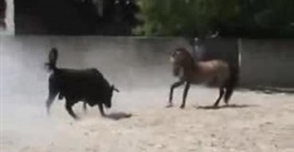 بالفيديو.. مواجهة شرسة بين حصان وثور هائج