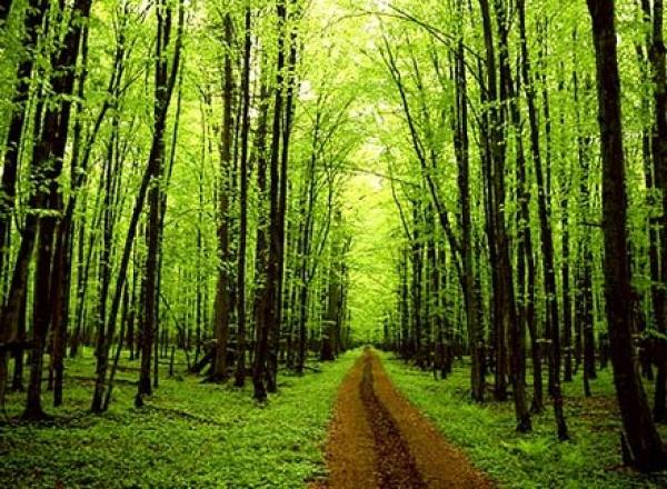 المساحات الخضراء في المدن تعمل على راحة القلب