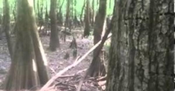 بالفيديو.. رجل يشبه «السحلية» يتجول في ولاية كارولينا