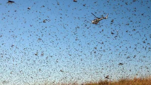جيوش من الجراد تغزو دول البحر الأحمر وتهدد بتدمير المحاصيل