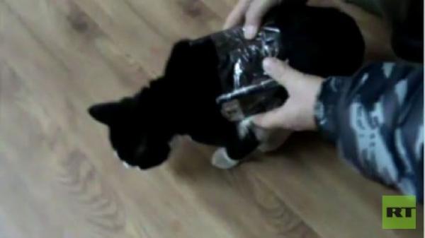 بالفيديو .. قطة تهرّب هواتف محمولة للسجناء