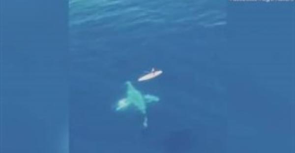 بالفيديو والصور.. لحظة مرور حوت يزن 30 طنا من أسفل قارب