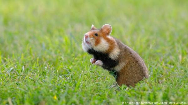 هل تنقل قوارض الهامستر عدوى كورونا للبشر؟