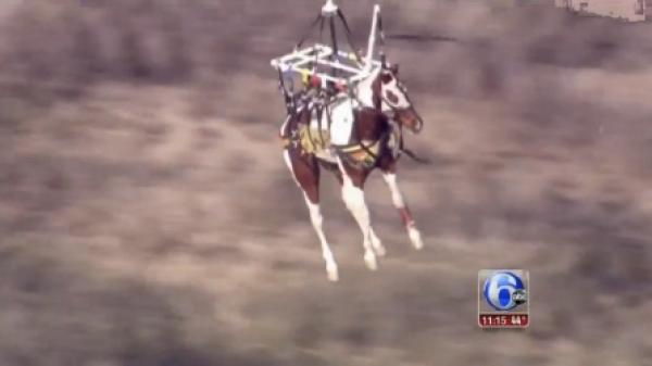 بالفيديو: طائرة مروحية تنتشل حصاناً سقط في الوادي