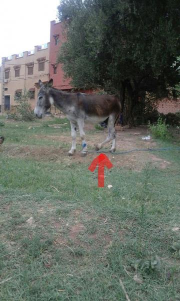 فظيع جدا: هكذا عذب مواطن حمار جاره على الطريقة الداعشية والسبب...