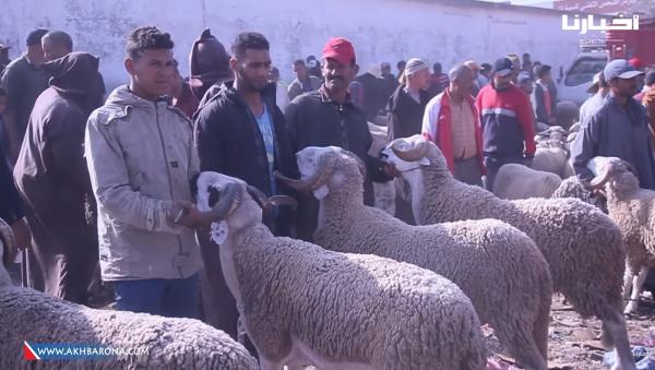 أجواء ما قبل عيد الأضحى: من السوق الأسبوعي بسطات .. "البوليس دايرخدمتو" و "الحولي موجود"