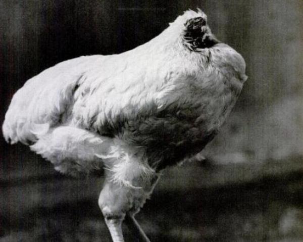 بالفيديو .....قصة «مايك» :  الديك الذي عاش 4 سنوات بدون رأس