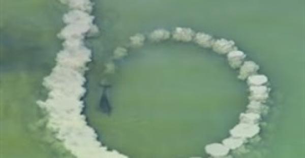 بالفيديو.. الدلافين تنصب الفخاخ للأسماك الصغيرة