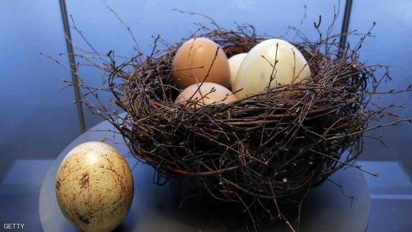 فوائد لا تحصى لبيض أكبر طائر