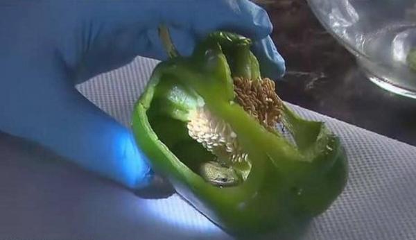 زوجان يعثران على مفاجأة غريبة في ثمرة فلفل خضراء