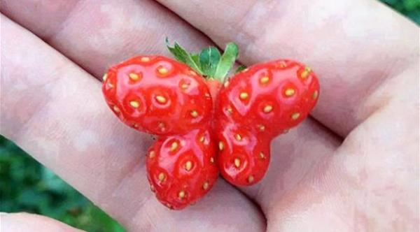 بالصور: فواكه وخضروات في اشكال غير معتادة