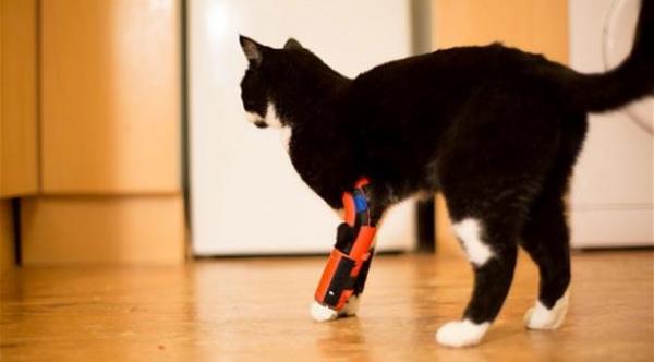 قط يمشي مجدداً بفضل "ساق" مطبوعة بتقنية ثري دي