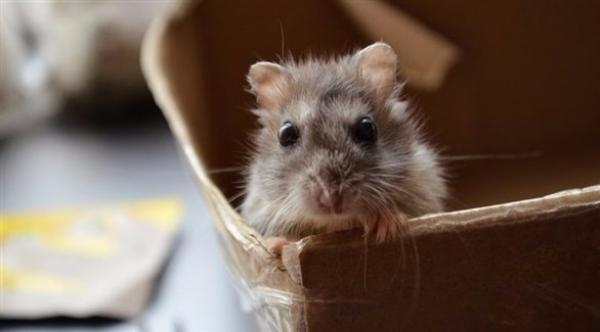 أغرب الأشياء المهربة في المطارات: وعاء مليء بأعين الأغنام