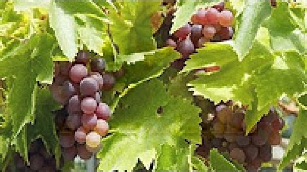 ما فوائد العنب وهل يناسب مريض السكري؟