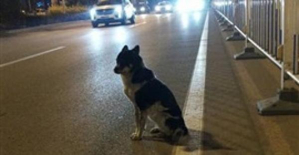 كلب ينتظر صاحبته الميتة 83 يوما في نفس المكان (فيديو  )