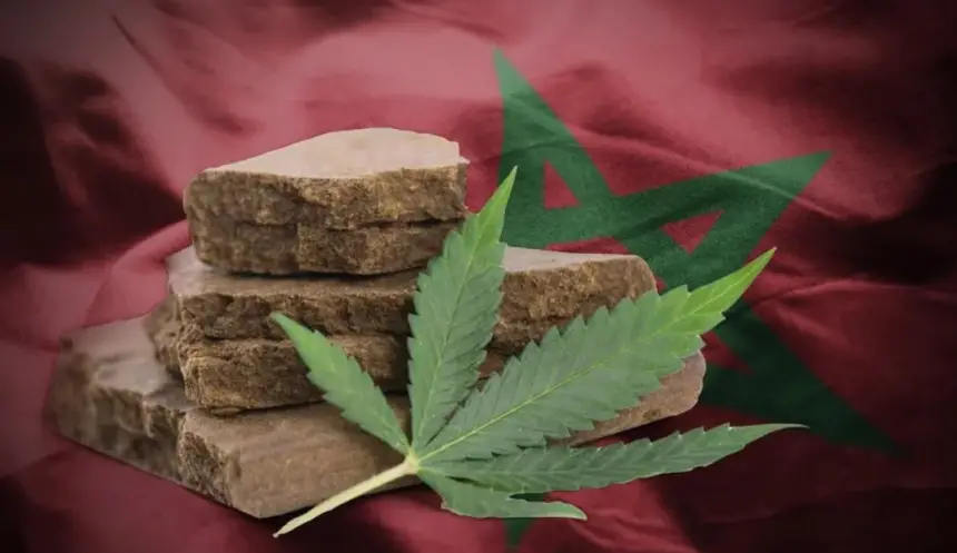 في خطوة مفاجئة.. هولندا تُخطط لاستيراد "الحشيش" بشكل قانوني من المغرب