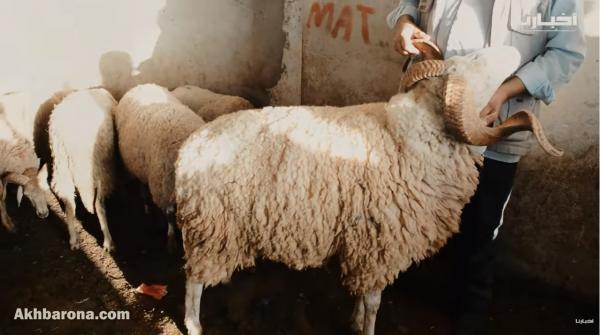 من تطوان... حولي كبير كيوزن 95 كيلوغرام ب 3200 درهم