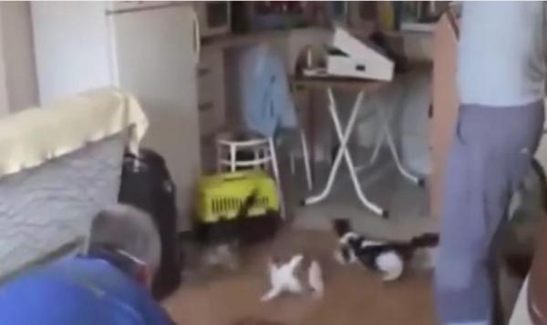 بالفيديو: لحظة تحرير عشرات القطط المحتجزة داخل أريكة