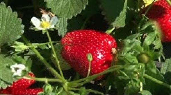 مهرجان الفراولة في المغرب يحتفل بإنتاج قياسي