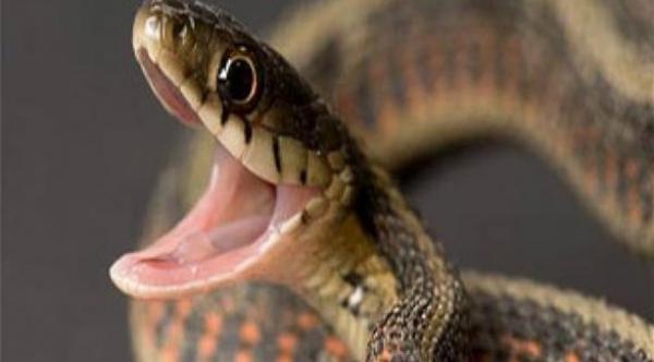 أفعى توقف قطاراً سريعاً في اليابان