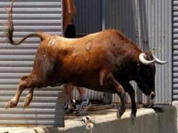 فاجعة بعين عودة...ثور هائج ينهي حياة سيدة ويصيب عددا من المواطنين بجروح