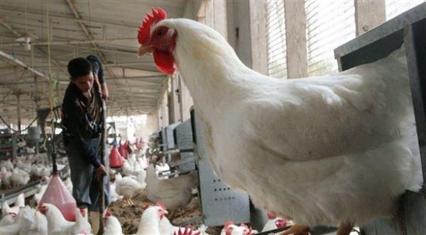السعودية: ارتفاع عدد إصابات انفلونزا الطيور بين الطيور