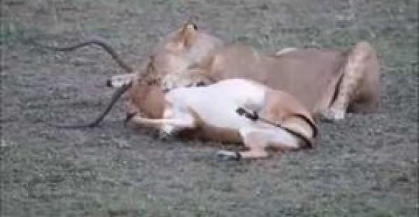 بالفيديو.. «لبؤة» تصطاد فريستها في 5 ثوان