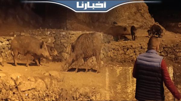 مشهد فريد من نوعه.. قطع الخبز تحول ميناء المضيق ملجأ للخنازير البرية الباحثة عن الطعام