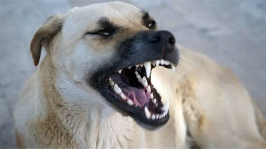 وسط ذهول الجميع.. كلاب ضالة بـ"صباح" تنهي حياة طفل صغير بشكل مأساوي