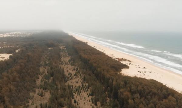 السنغال.. غابة من صنع الإنسان لمقاومة ظاهرة التصحر