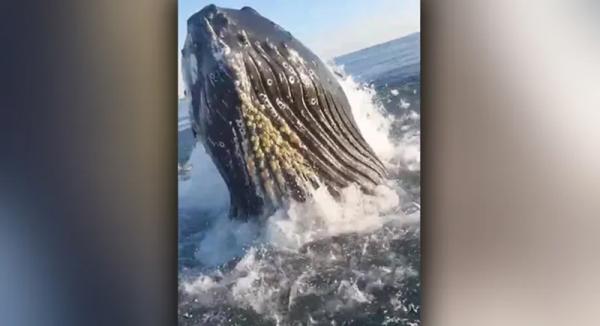 لحظة خروج حوت عملاق من تحت الماء مُصيبا الصيادين بالرعب (فيديو)