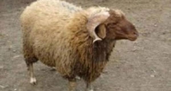 12 نصيحة للتعامل مع الأضحية