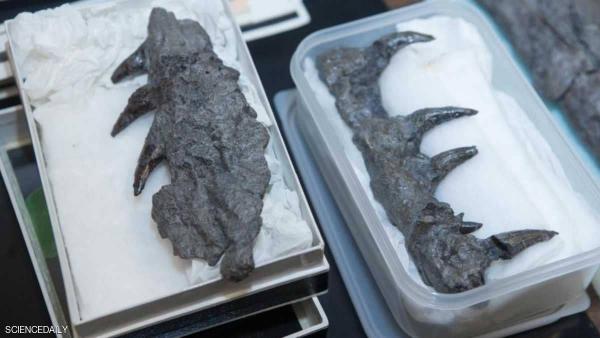 العثور على بقايا "وحش بحري" عملاق في كنساس