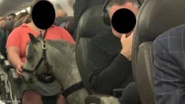 مستخدمو وسائل التواصل يتساءلون كيف صعد هذا الحصان مع أصحابه على متن الطائرة
