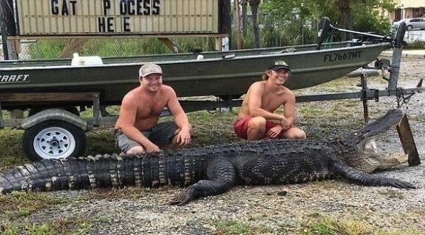 بالصور: اصطياد تمساح عملاق بعد معركة شرسة