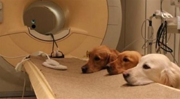 بريطانيا تدرّب الكلاب لاكتشاف كورونا