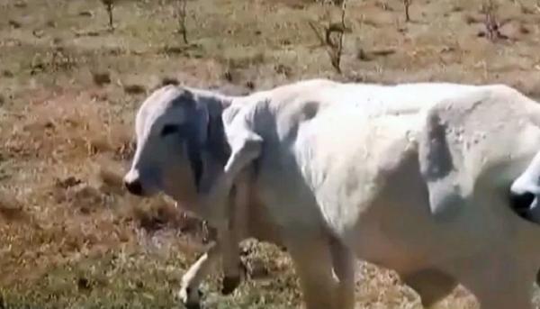 بقرة ولدت بـ6 أرجل تثير حيرة العلماء