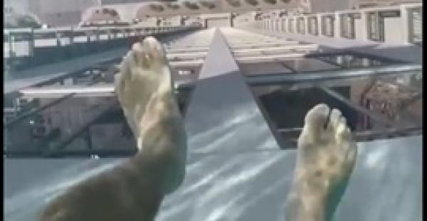 بالفيديو.. 2 مليون مشاهدة لحمام سباحة في الهواء على ارتفاع 152 مترا